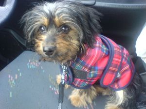 Frankie the dog